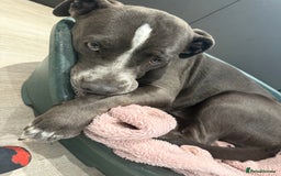 Mixed Breed dogs for sale: Bulldog x Staffie for rehoming.  - Image 32