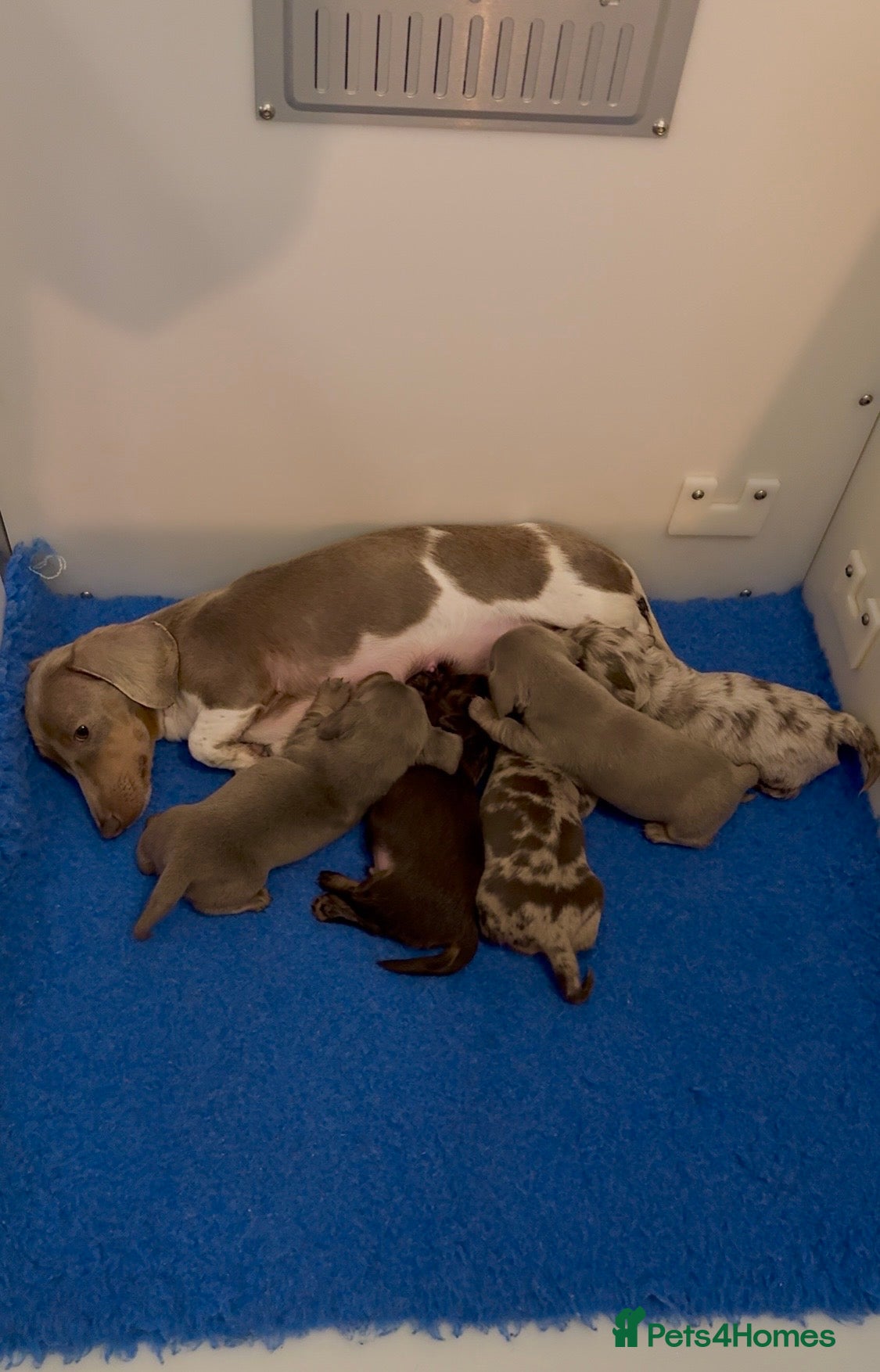 Miniature Dachshund dogs Quality long hair & smooth miniature Daxi puppy’s - Advert 1