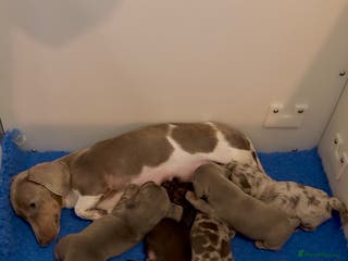 Miniature Dachshund dogs Quality long hair & smooth miniature Daxi puppy’s - Advert 1