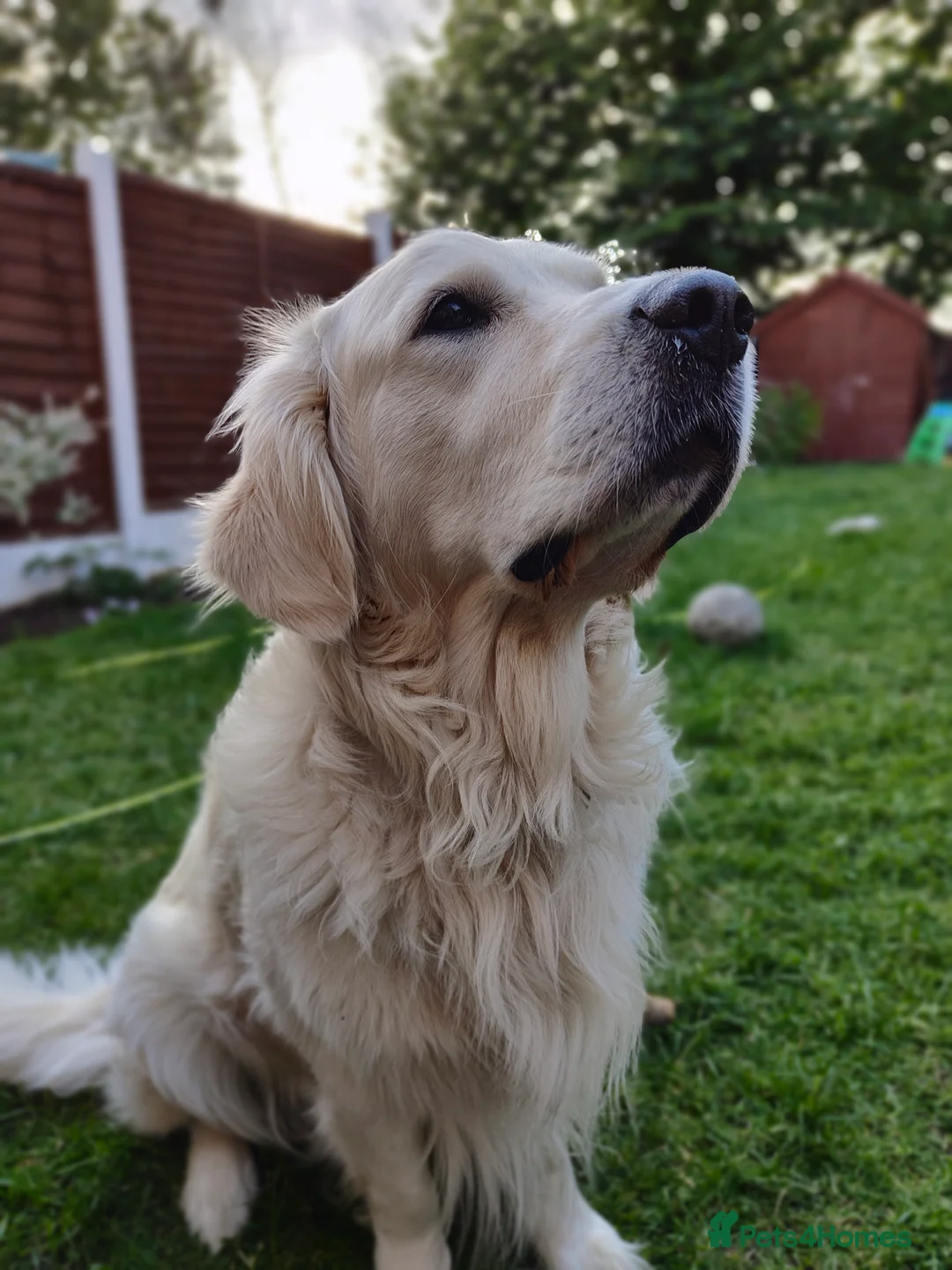 Golden Retriever dogs for stud: Polish Import KC registered Golden Retriever stud in Birmingham - Advert 13