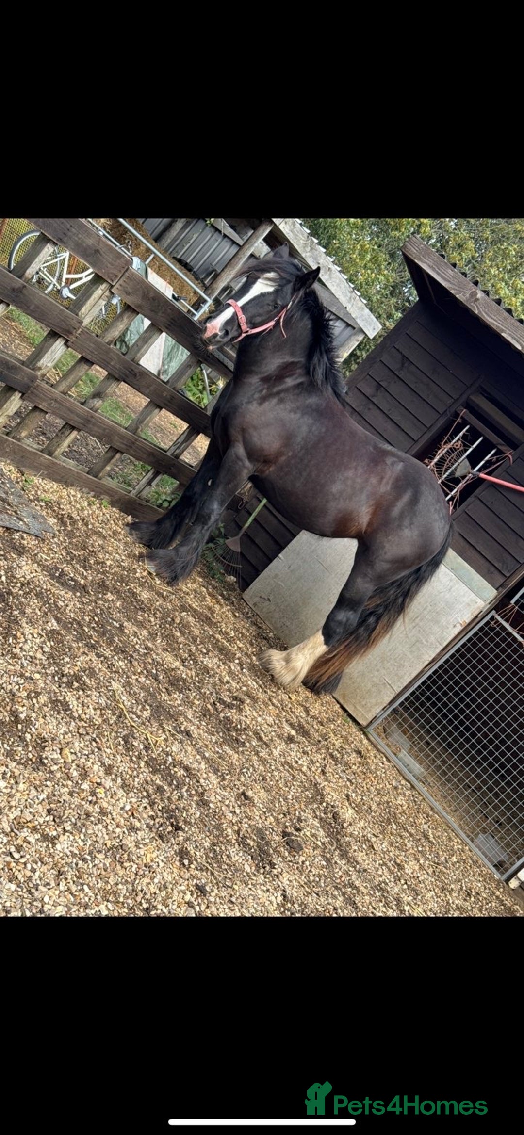 Shire horses for sale: 🌸 For sale - Princess 🌸 - Advert 4