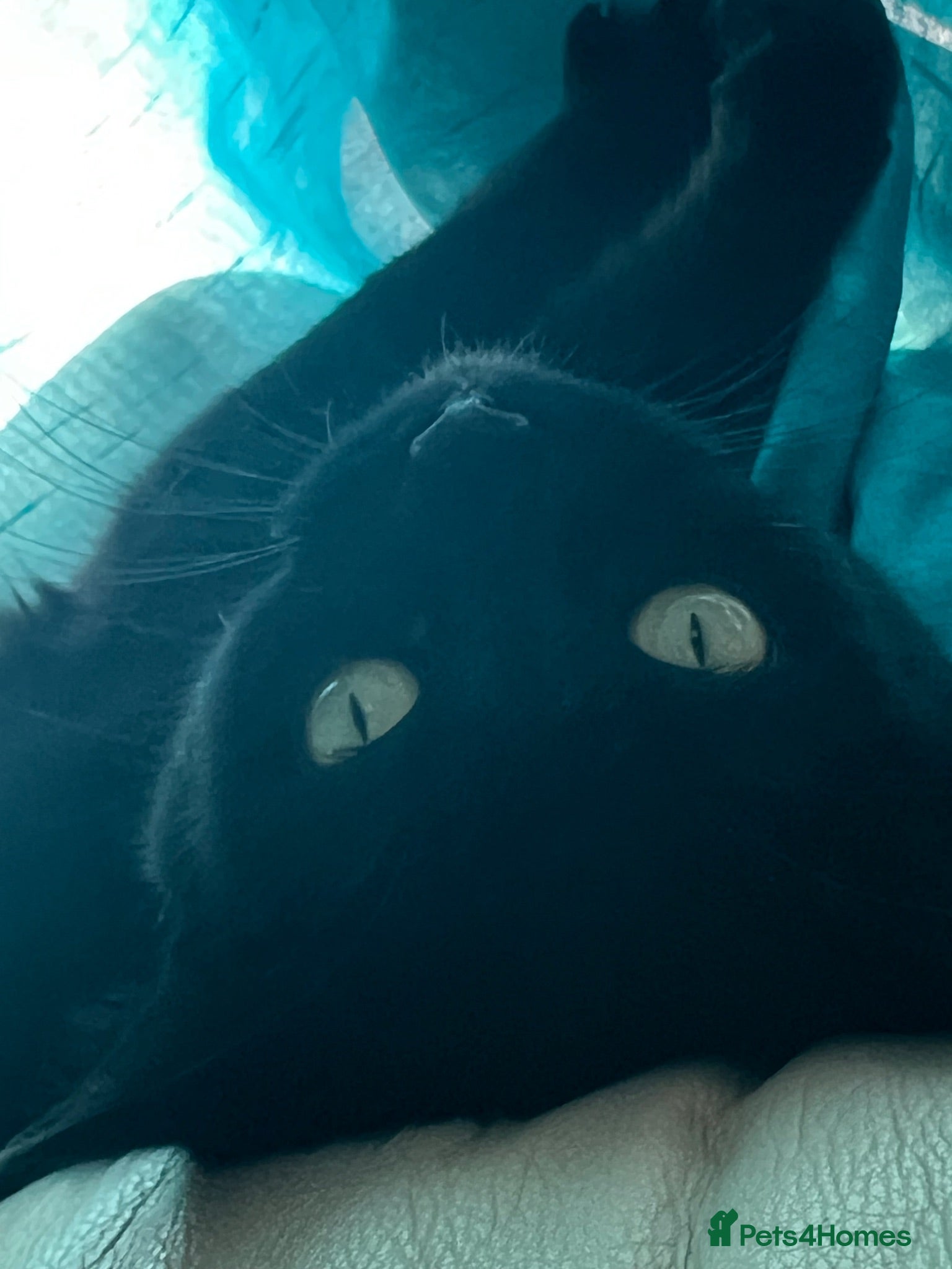 Bombay cats Black Cat Looking for an Experienced Owner - Advert 2