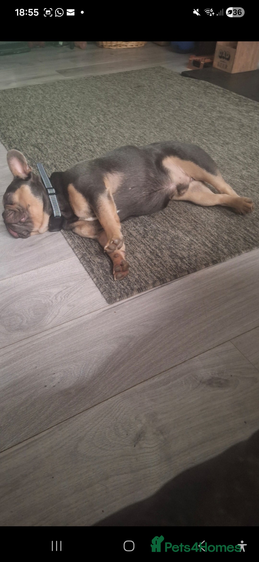 French Bulldog dogs for sale: 15 month old French bulldog, lilac and tan - Advert 4
