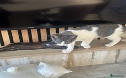 Mixed Breed cats for sale: Bengal cross Kittens  - Image 4