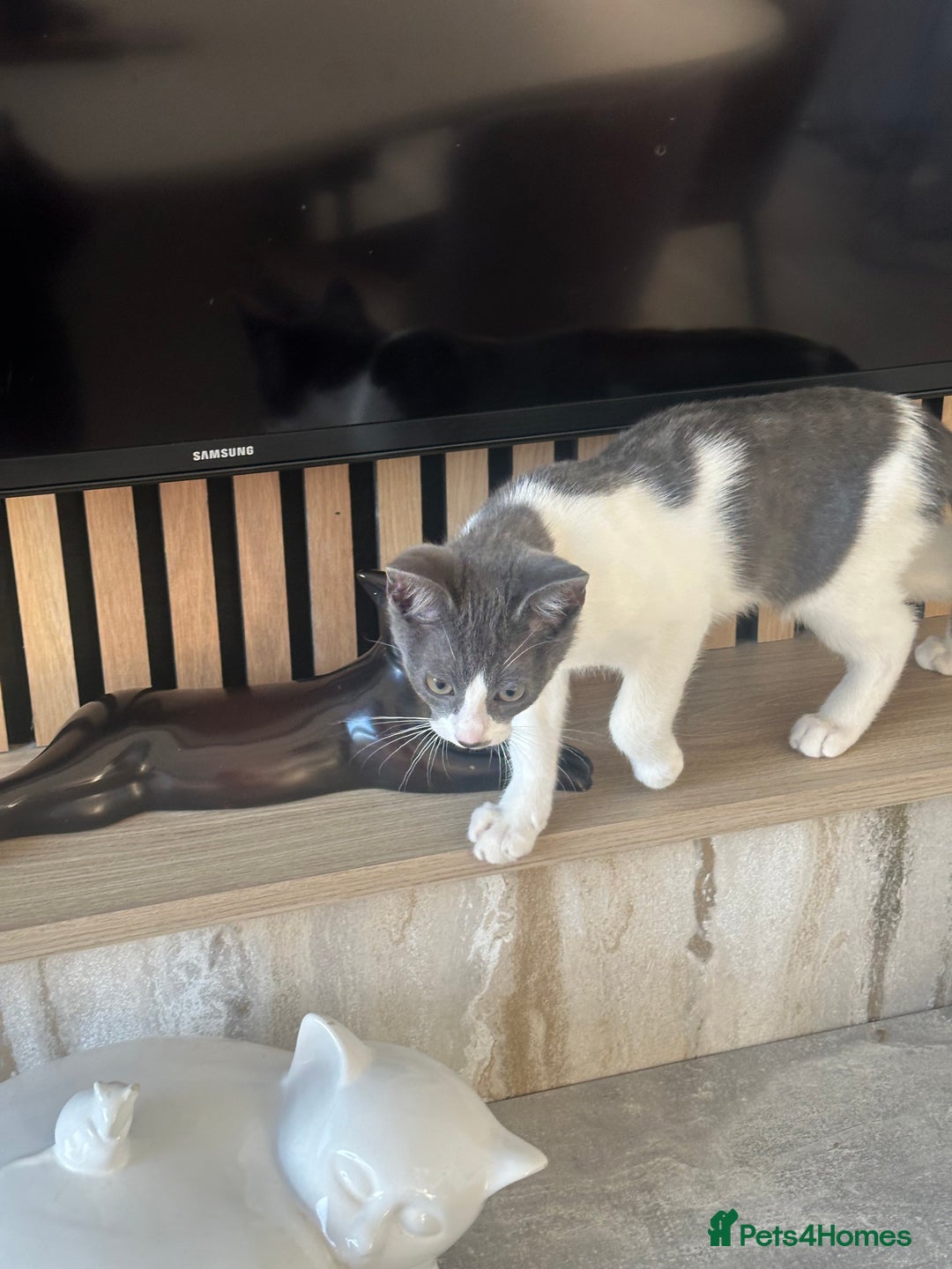 Mixed Breed cats for sale: Bengal cross Kittens  - Image 4