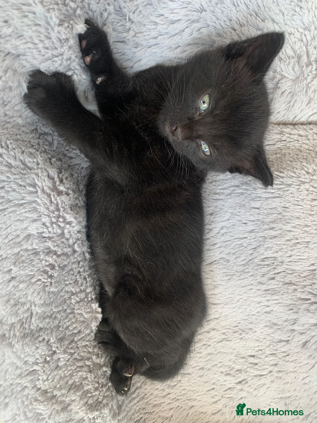 Mixed Breed cats for sale: Gorgeous playful kittens  - Advert 3