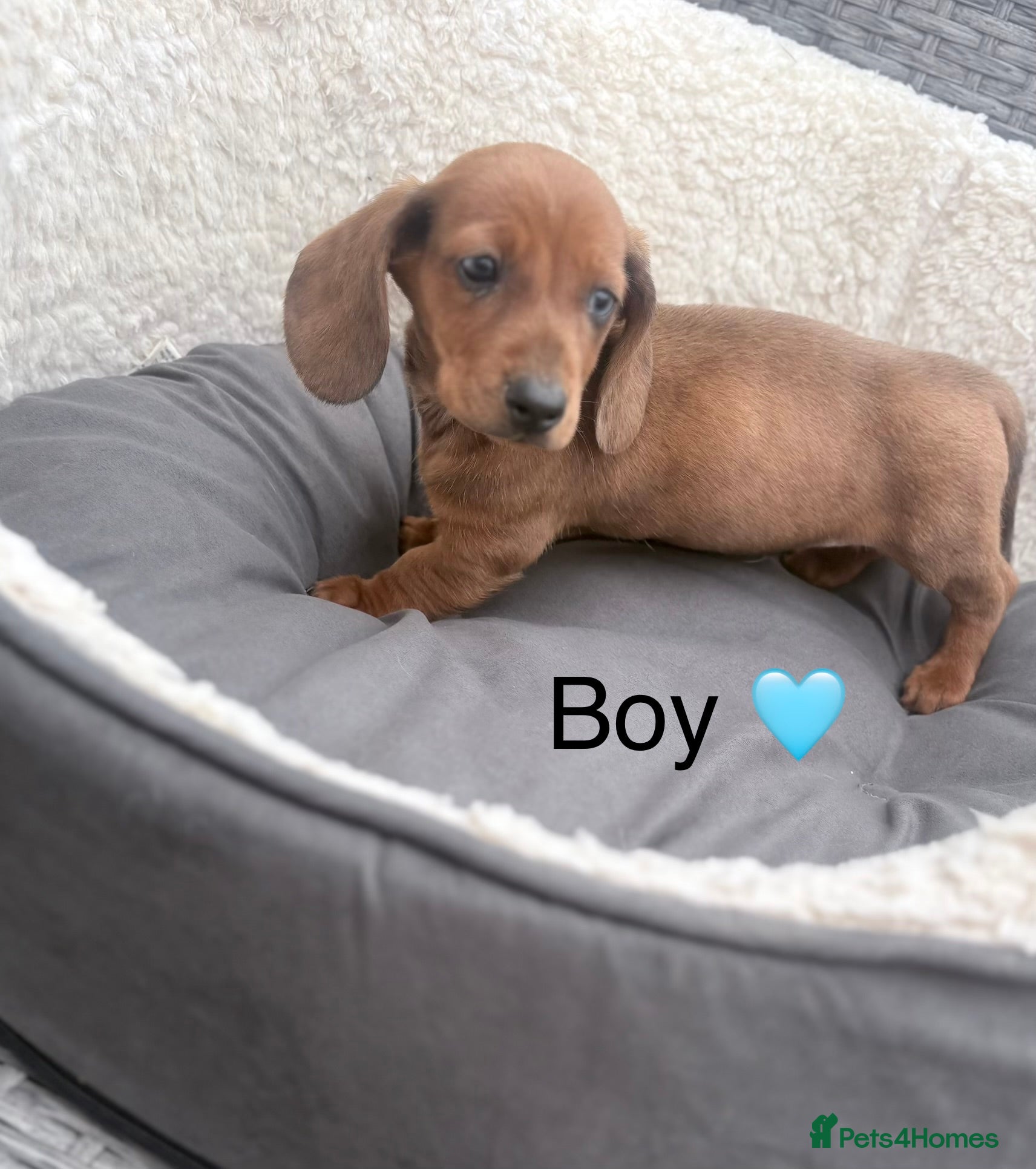Miniature Dachshund dogs Beautiful dachshund babies  - Advert 1