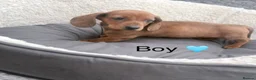 Miniature Dachshund dogs for sale: Beautiful dachshund babies  in Stafford - Advert 12