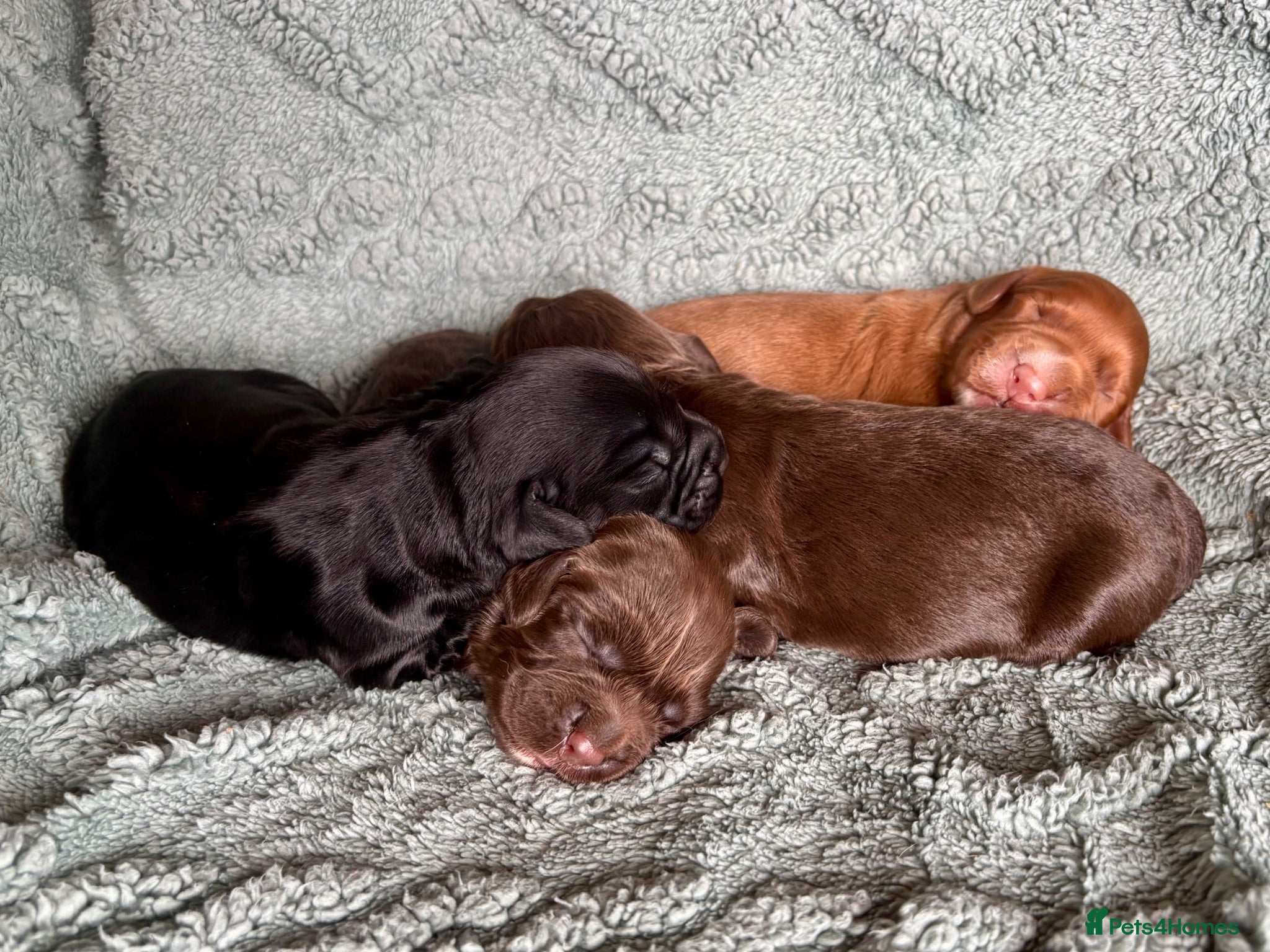 Cocker Spaniel dogs KC puppies. 1 girl 2 boys - Advert 2