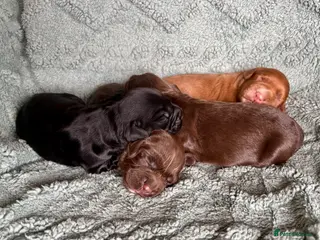 Cocker Spaniel dogs KC puppies. 1 girl 2 boys - Advert 2