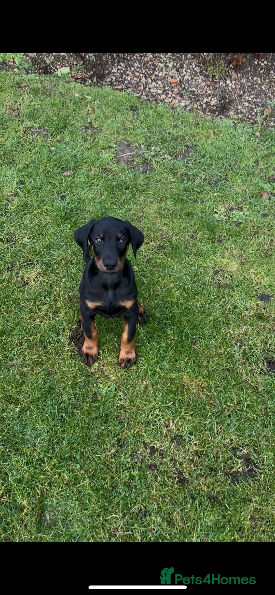 Dobermann dogs for sale: PSA 🏆Anubis grandchildren working Dobermans 🇺🇸 - Advert 4