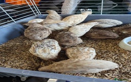 Quail poultry for sale: Mixed quail chicks looking for home  - Image 5
