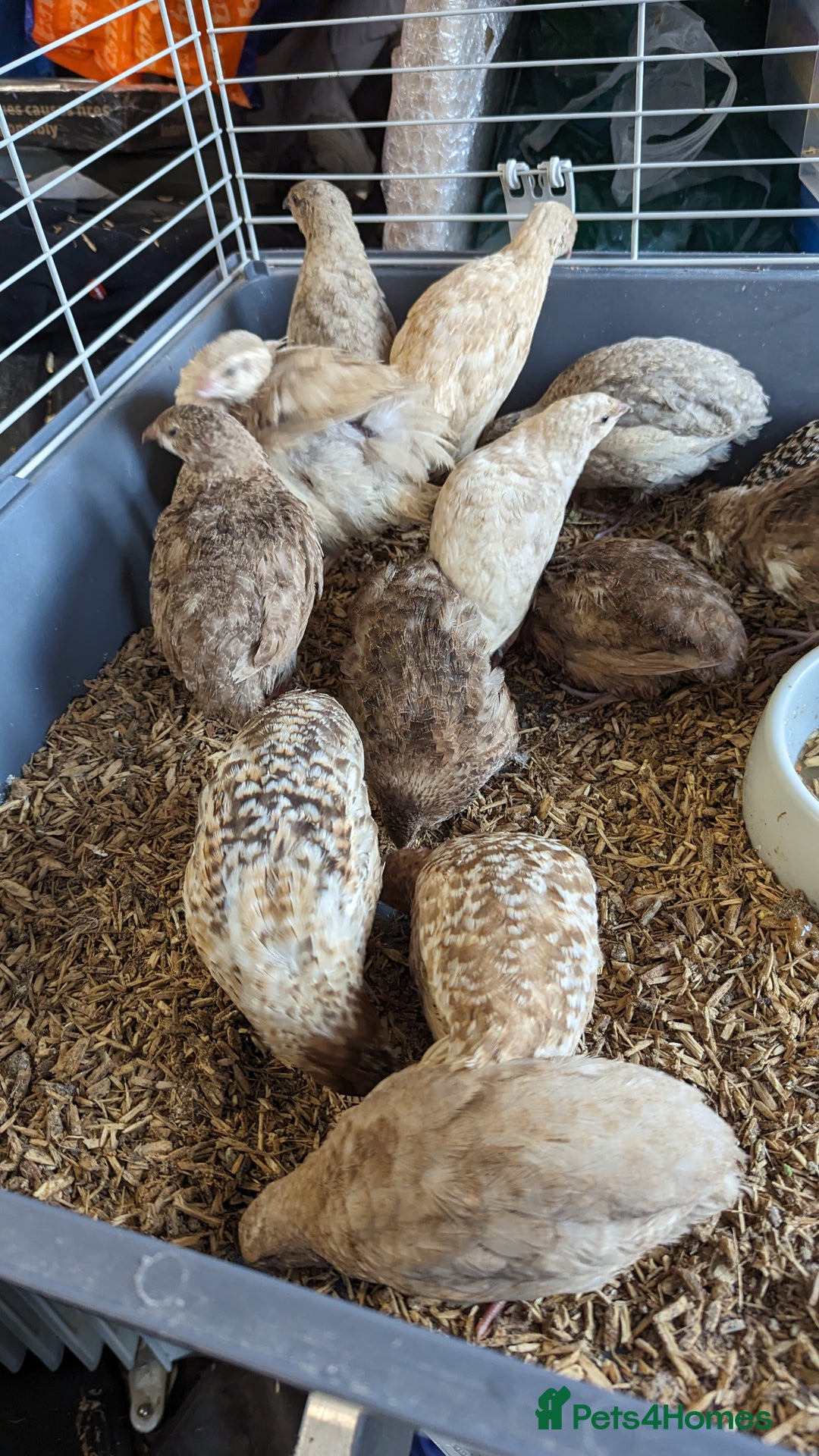 Quail poultry for sale: Mixed quail chicks looking for home  - Image 5