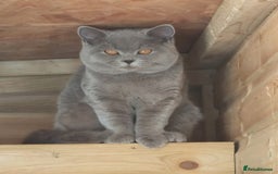 British Shorthair cats for sale: GCCF health tested Blue girl  - Image 2