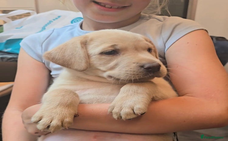 Labrador Retriever dogs - Advert 4