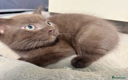 British Longhair cats for sale: Beautiful and Playful kittens - Image 8