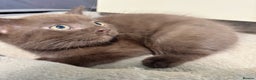 British Longhair cats for sale: Beautiful and Playful kittens - Advert 9