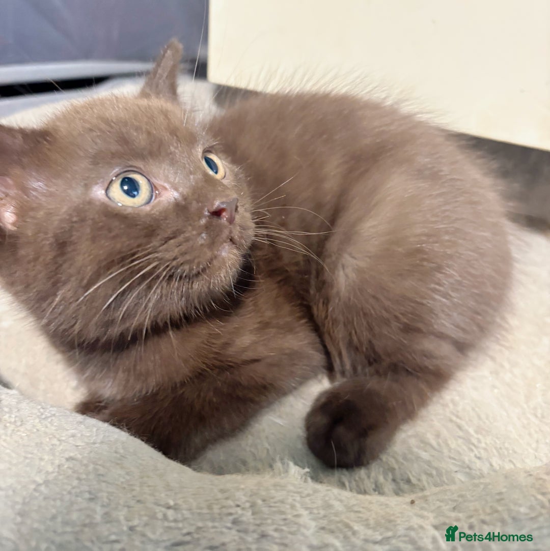 British Longhair cats for sale: Beautiful and Playful kittens - Image 8