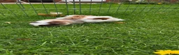 Guinea Pig rodents for sale: Two baby boy guniea pig babies for sale  in Consett - Advert 2