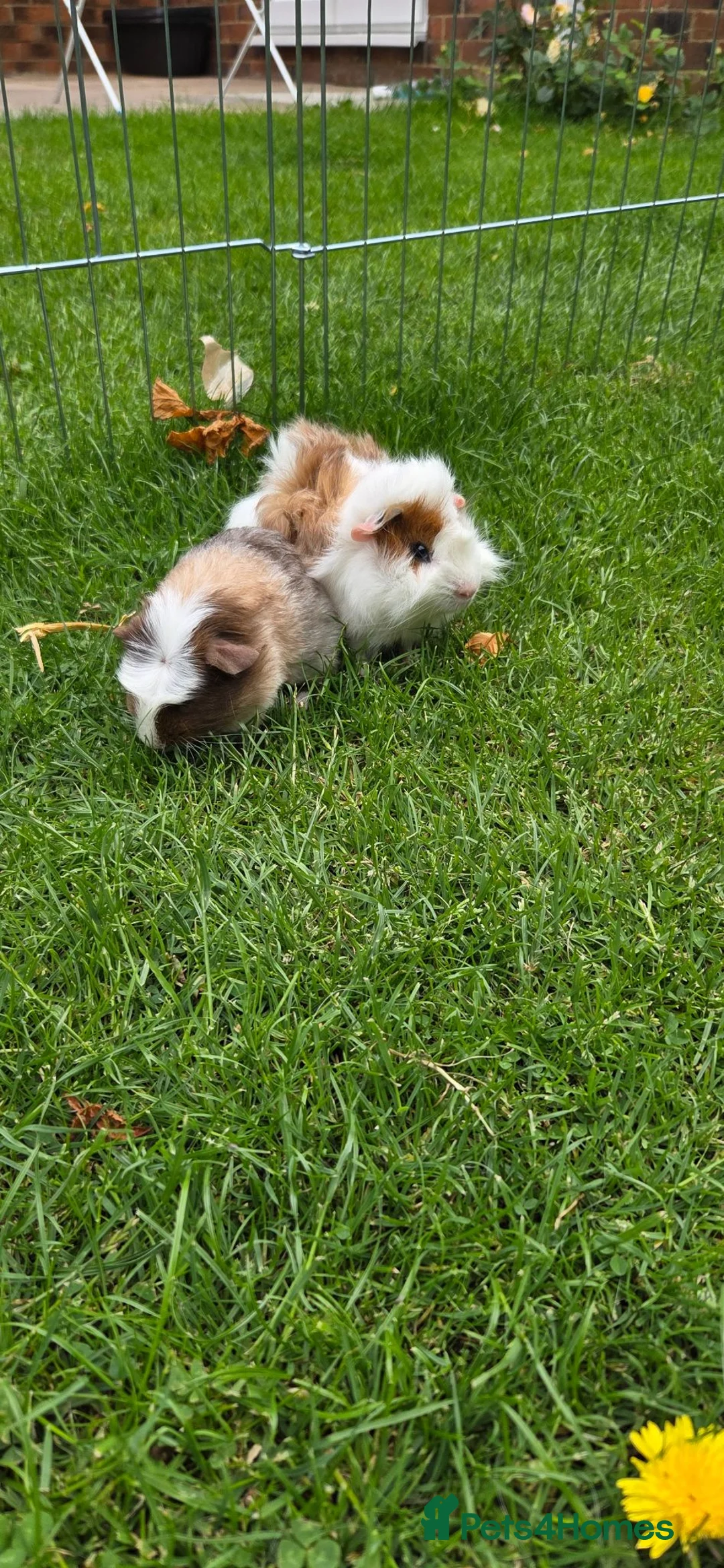 Guinea Pig rodents for sale: Two baby boy guniea pig babies for sale  in Consett - Advert 2