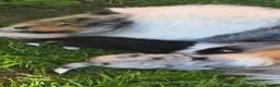 Rough Collie dogs for sale: Full pedigree rough collie puppy  in Ellesmere Port - Advert 1