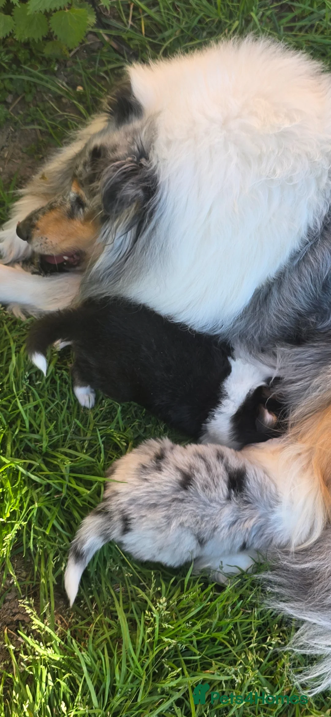 Rough Collie dogs for sale: Full pedigree rough collie puppy  in Ellesmere Port - Advert 1