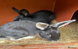 Mixed Breed rabbits for sale: 3 gorgeous rex cross-sold pending collection  - Image 8