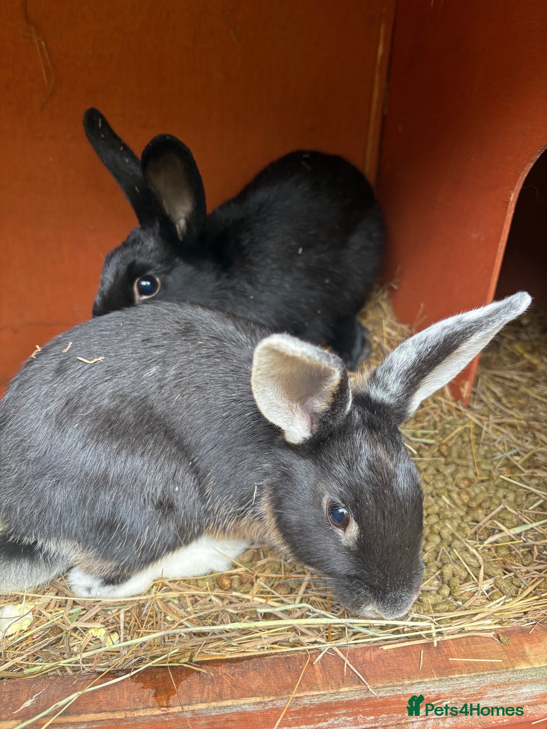 Mixed Breed rabbits for sale: 3 gorgeous rex cross-sold pending collection  - Image 8