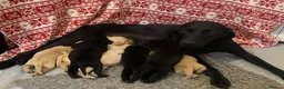 Labrador Retriever dogs for sale: Beautiful KC Labrador Pups Ready To Leave - Advert 28