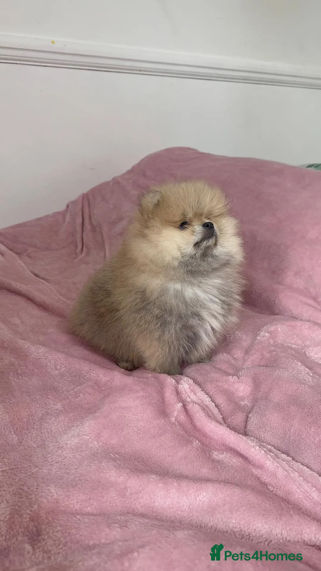 Pomeranian dogs for sale: Ready to go Excellent Pomeranian - Advert 4