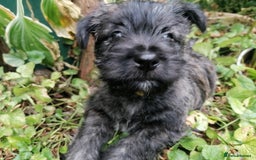 West Highland Terrier dogs for sale: Wairns: Westie/Cairn Pups - Image 10