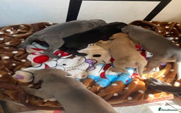 Great Dane dogs for sale: Beautiful Great Dane pups - Image 3