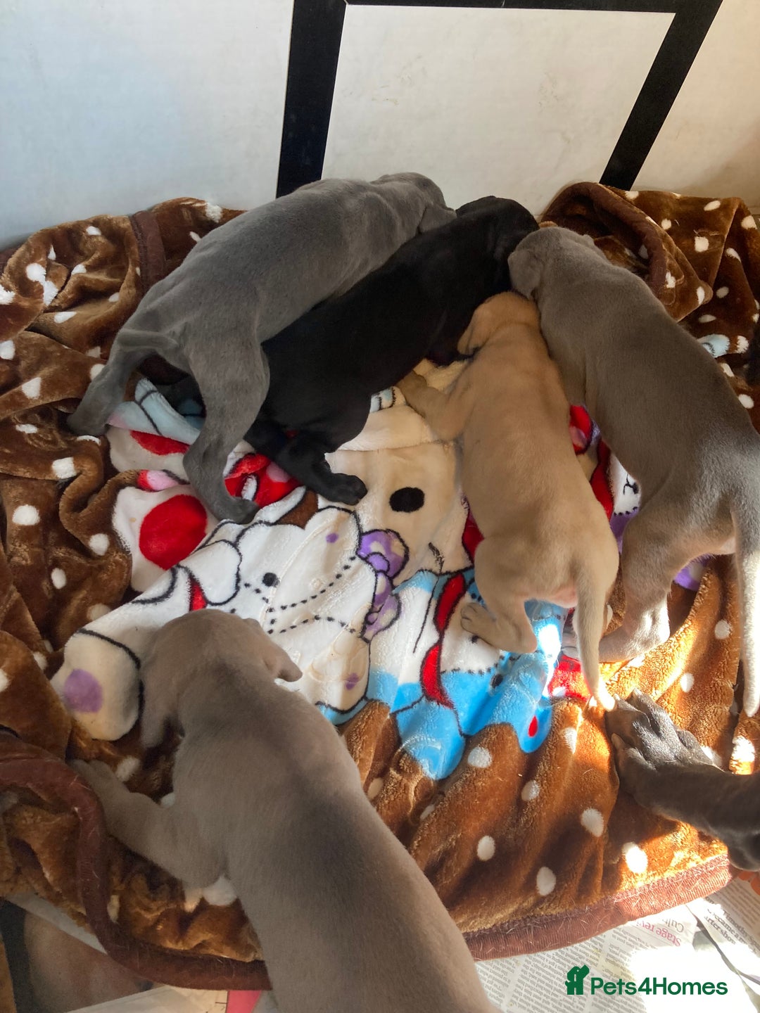 Great Dane dogs for sale: Beautiful Great Dane pups - Image 3