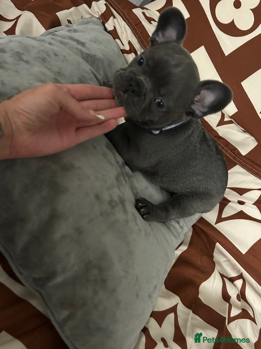 French Bulldog dogs for sale: French bulldog pups  - Image 7