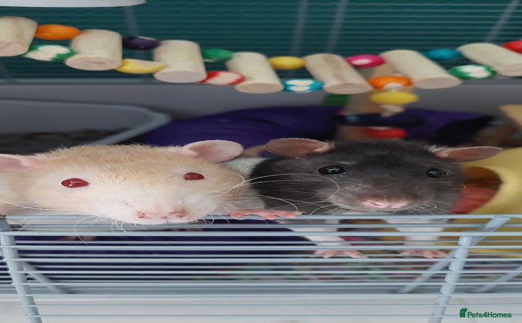Rat rodents - Advert 1