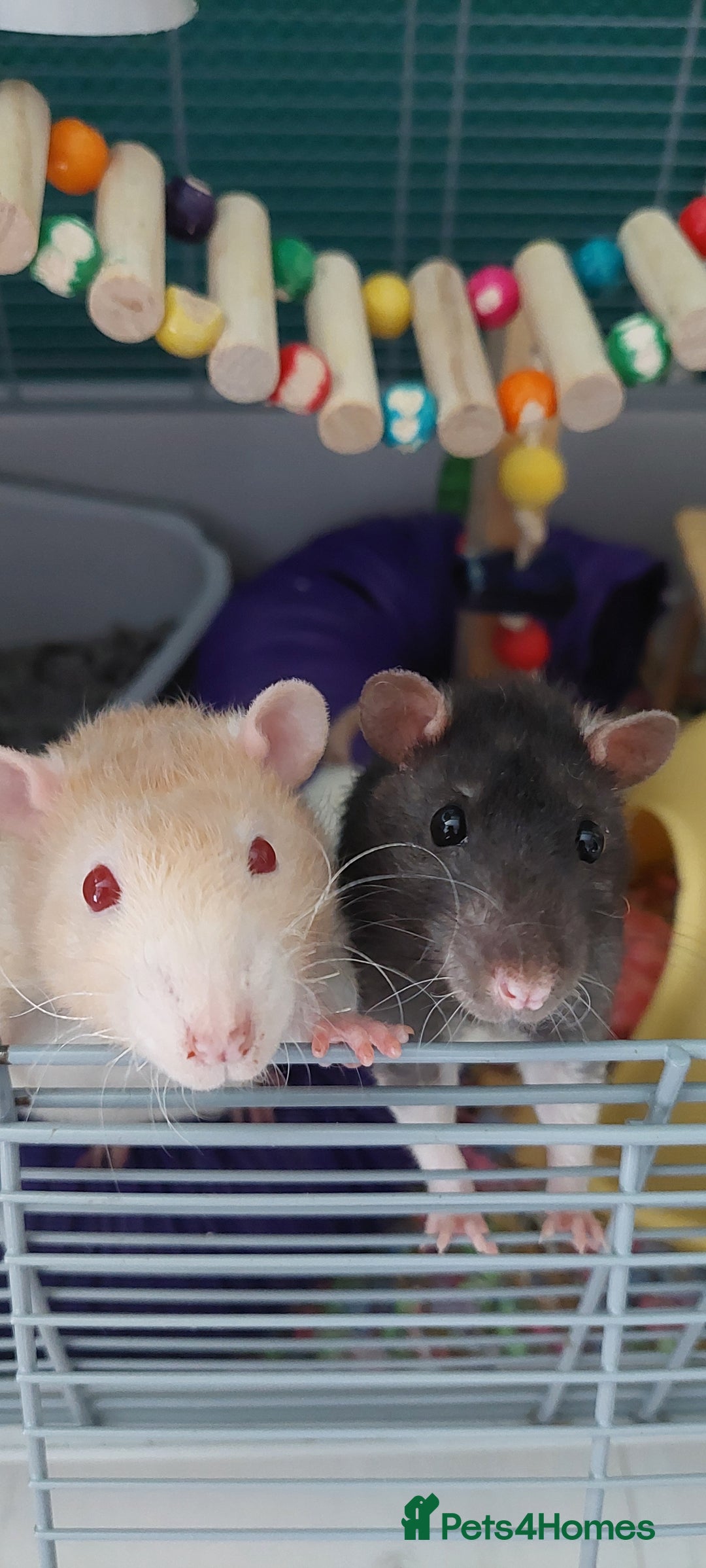 Rat rodents for sale: 2 male rats  - Image 1