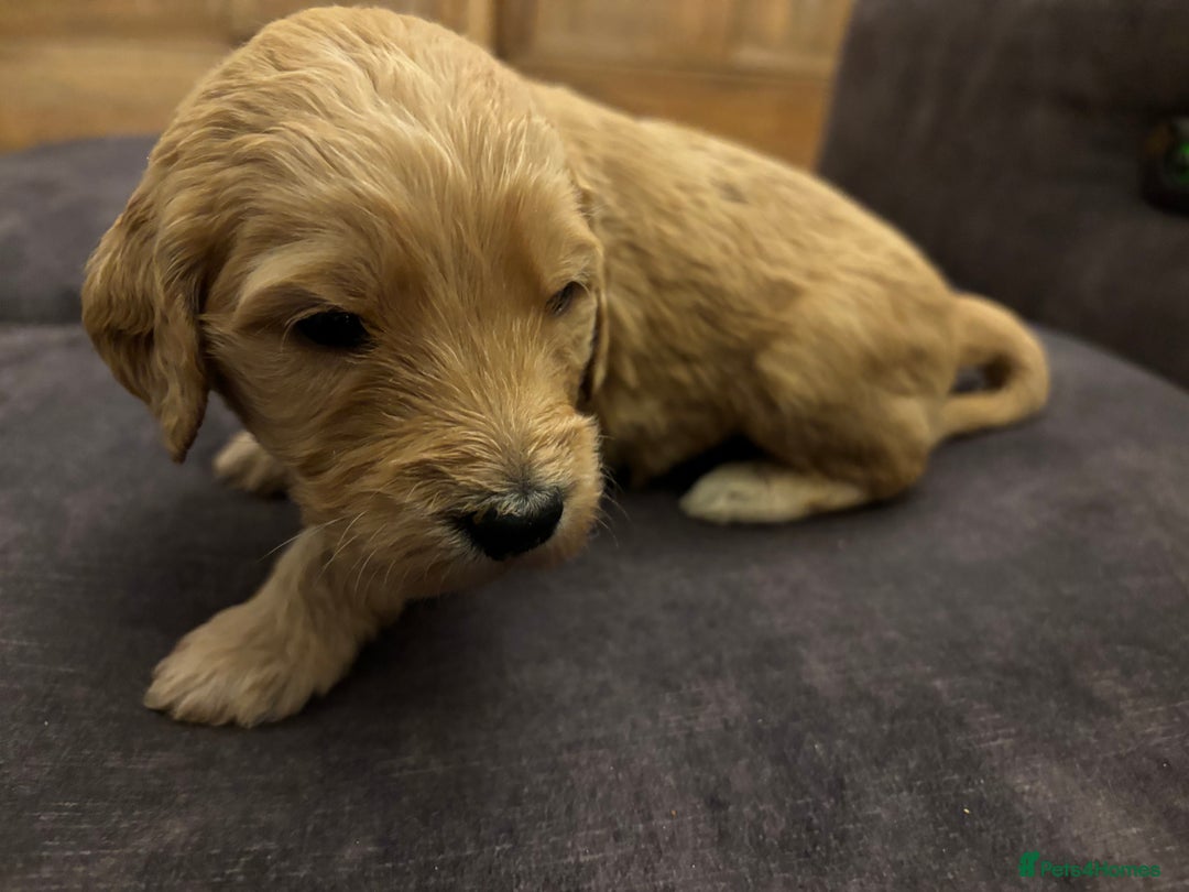 Double Doodle dogs for sale: 10 beautiful double doodles born on 24/08/2025 - Image 22