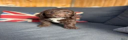Lagotto Romagnolo dogs for sale: Lagotto Romagnolo x cocker  - Advert 11