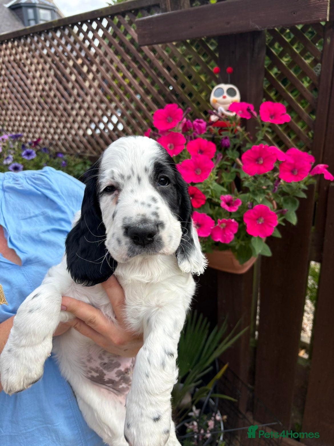 Cocker Spaniel dogs Cocker Spaniel puppies  - Advert 2