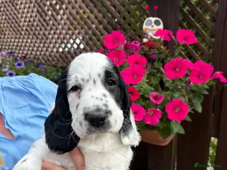 Cocker Spaniel dogs Cocker Spaniel puppies - Advert 2