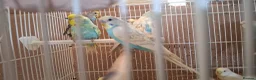 Mixed Breed birds for sale: Budgies for sale  - Advert 16