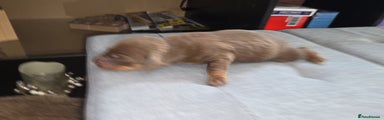 Dachshund Puppy brown