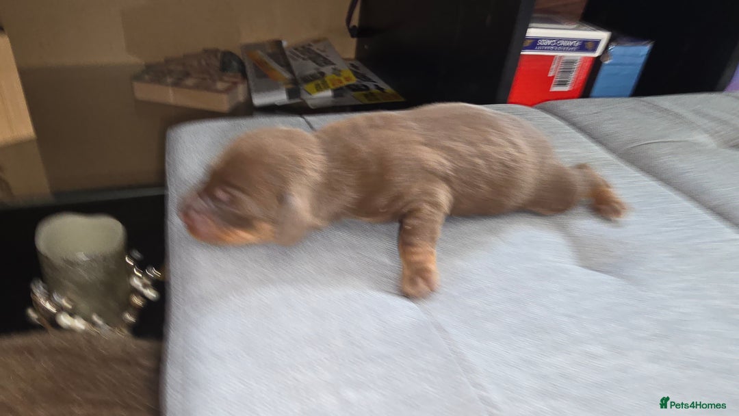 Dachshund dogs for sale: Mini dashhound  - Advert 11