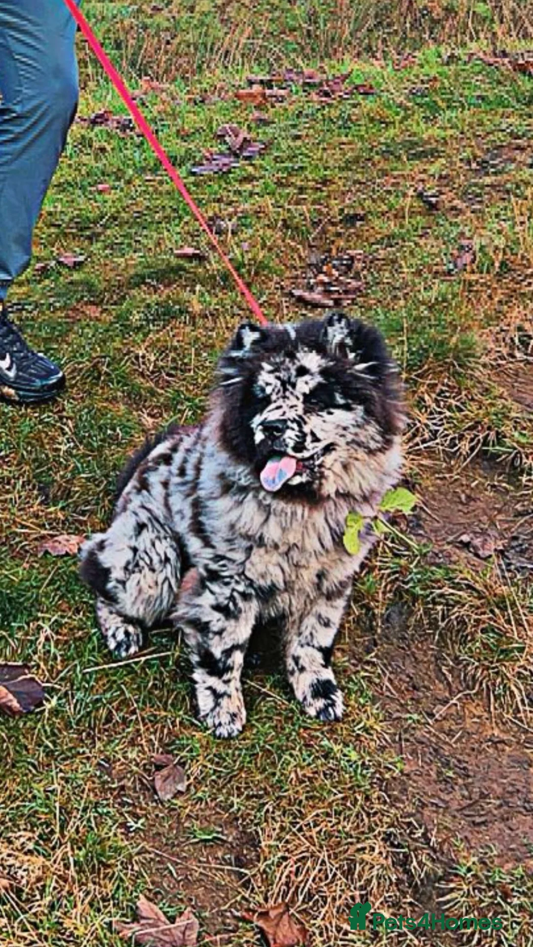 Chow Chow dogs for sale: Male chow chow  - Advert 1