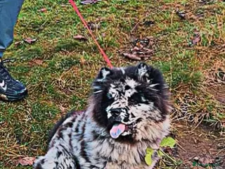 Chow Chow dogs Male chow chow - Advert 13