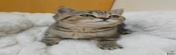 British Shorthair cats for sale: Golden Tabby Kittens  - Advert 33
