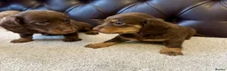 Miniature Dachshund dogs for sale: Dachshund miniature long hair  - Advert 4