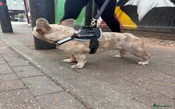 French Bulldog dogs for stud: MICRO STUD BOY! NOW OPEN  - Image 2