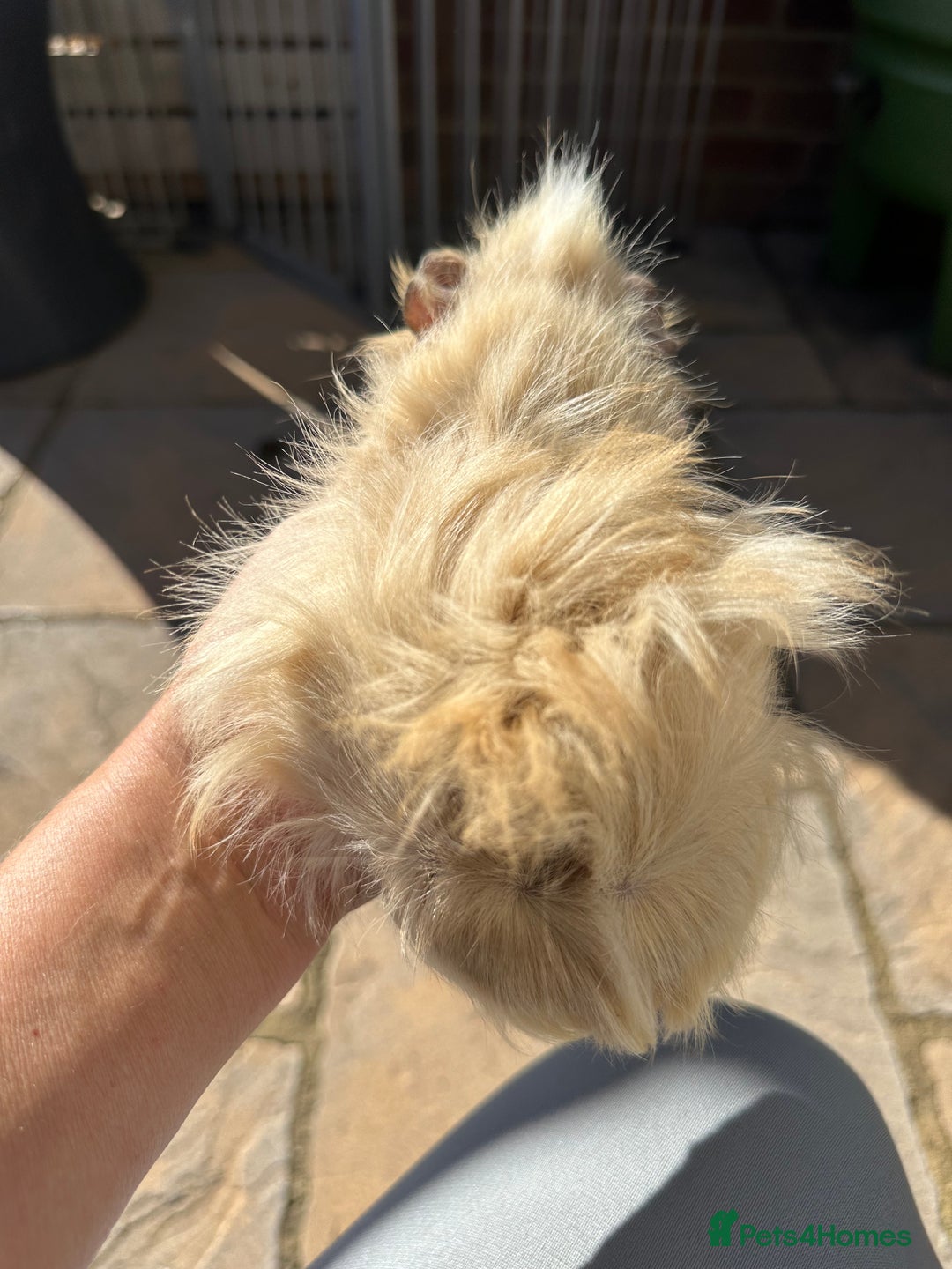 Guinea Pig rodents for sale: 3 Handsome male baby guinea pigs. - Image 10
