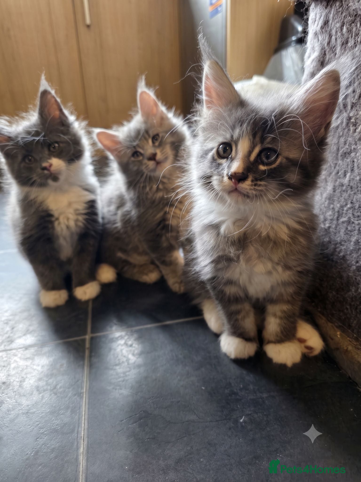 Maine Coon cats  Maine Coon Kittens Champion Bloodline  - Advert 5